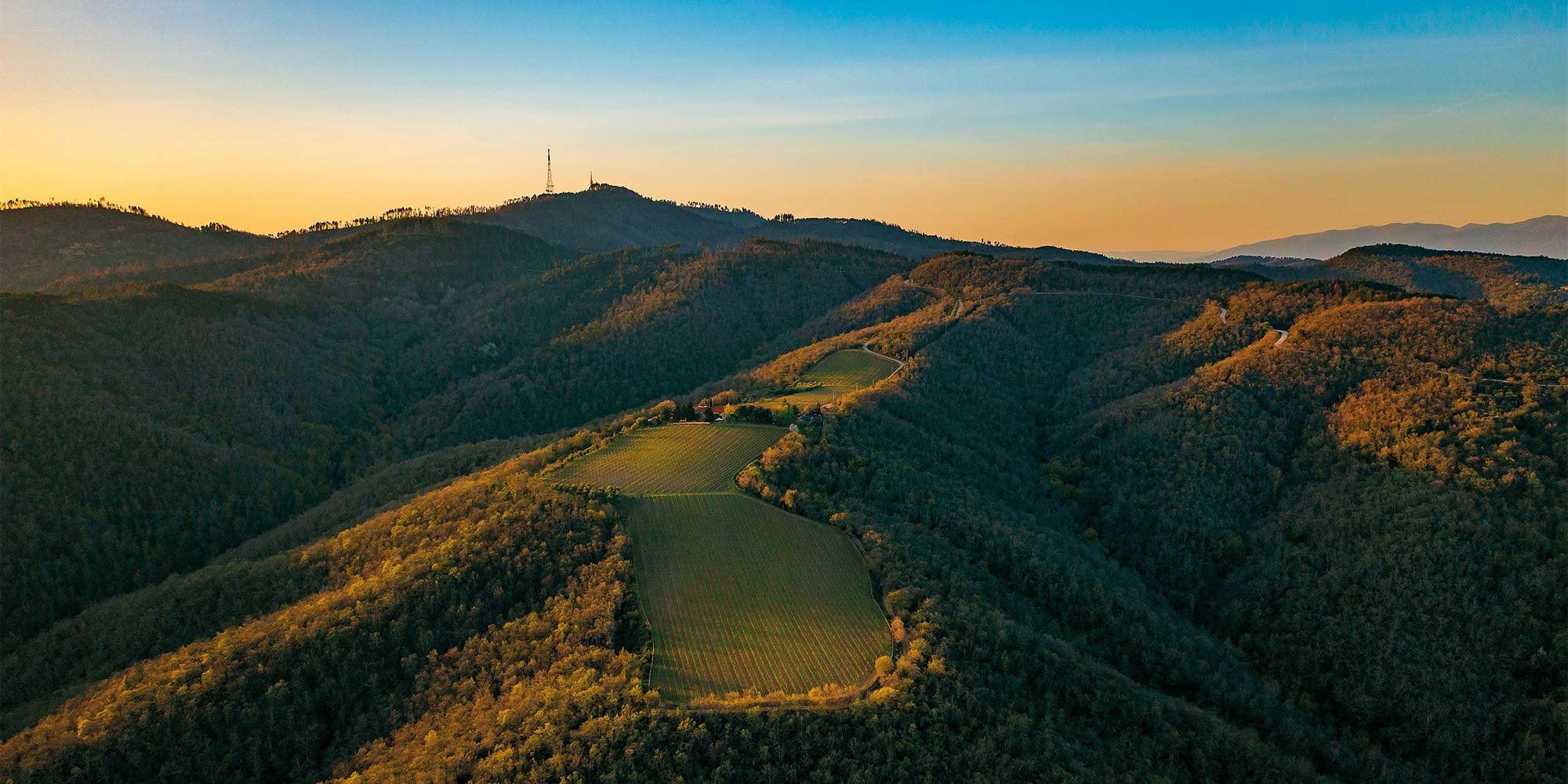 A vineyard in a hilly landscape