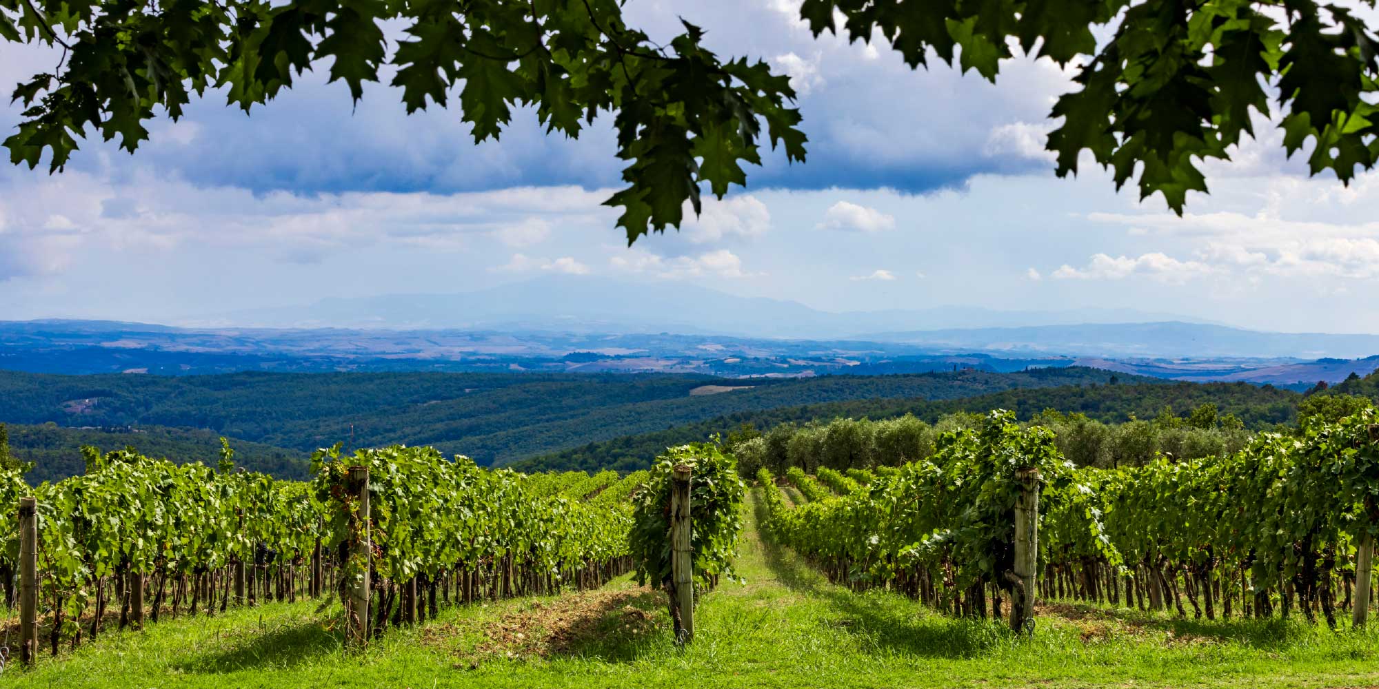 Vineyard with rows of grapevines under a blue sky with clouds.