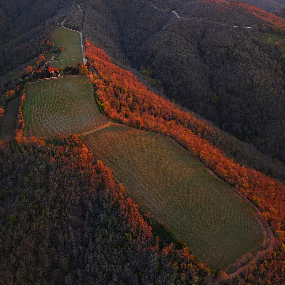 Aerial view of a vineyard surrounded by autumn-colored trees