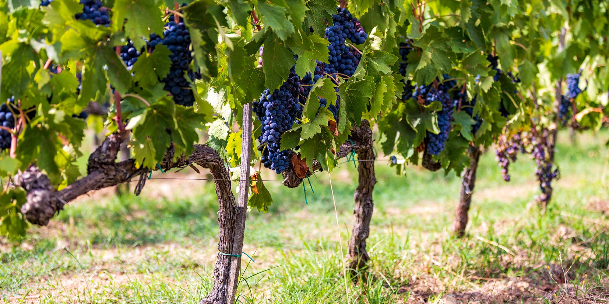 Vineyard with clusters of grapes hanging from grapevines.