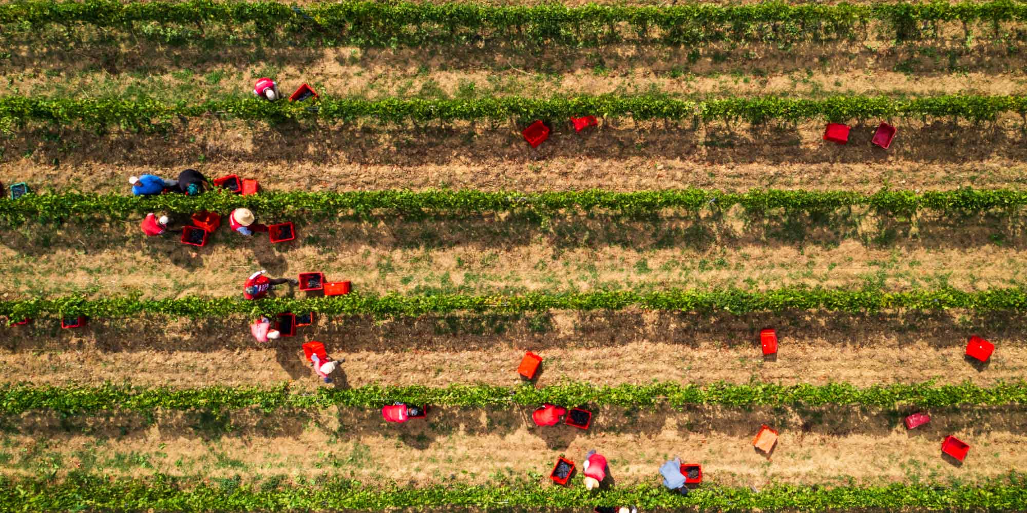 Aerial view of people working in a field with rows of crops.