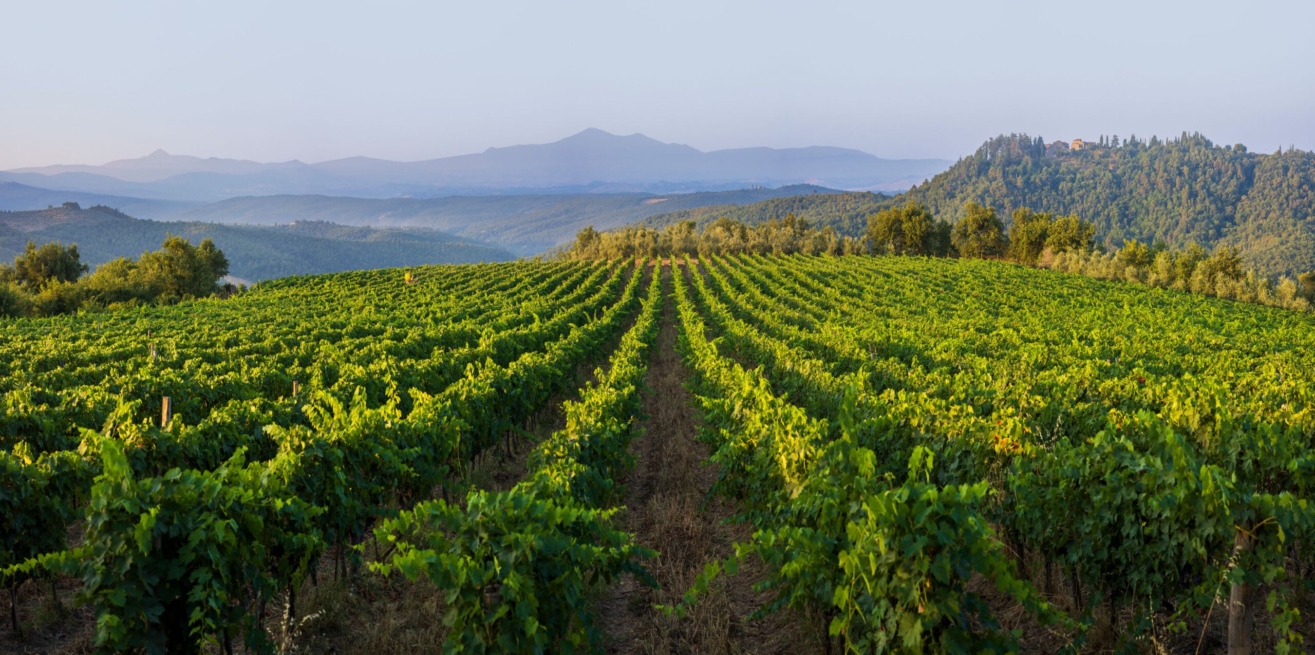 Wine vineyard with rows of grapevines under a clear sky